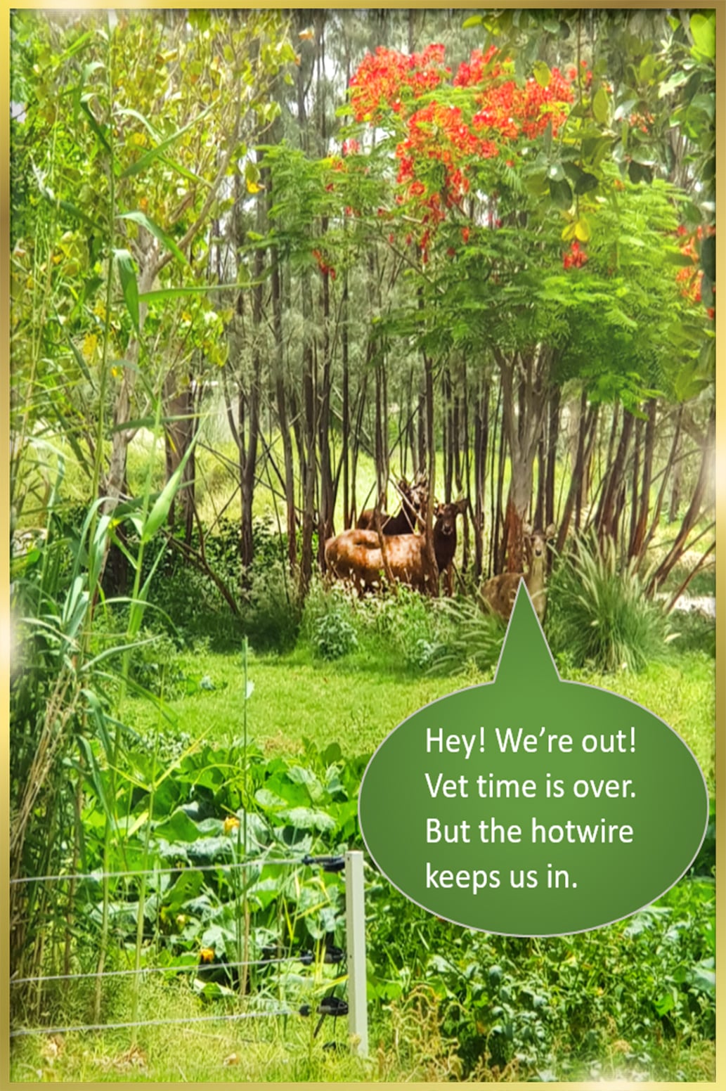 Stainless Steel Hotwire Grasses Suppliers