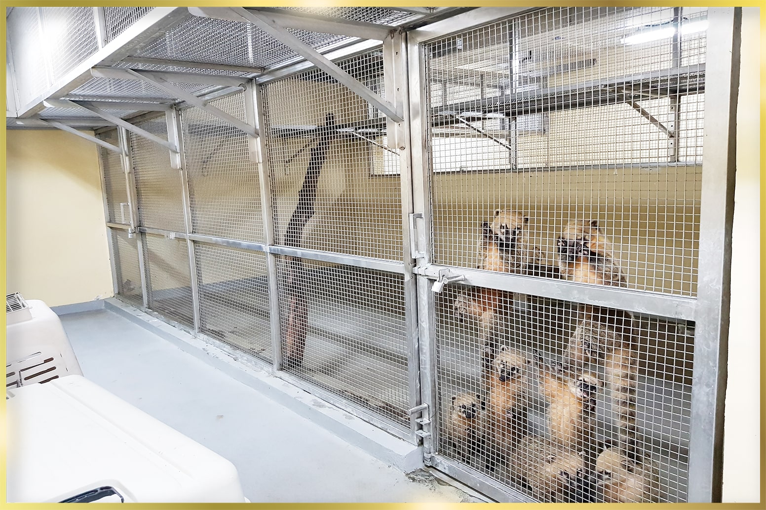 Stainless Steel Gates for Cages