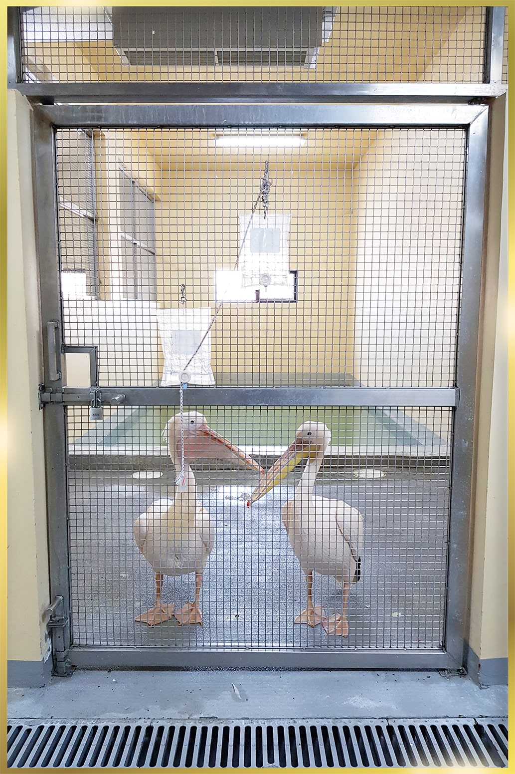 Stainless Steel Gates for Cages