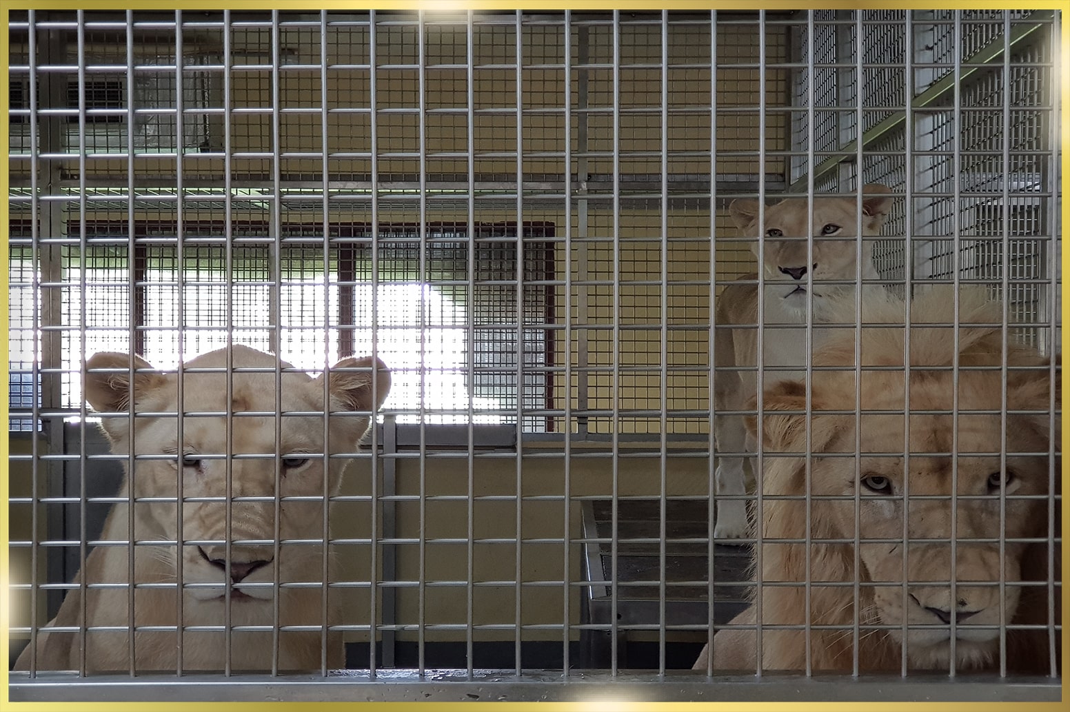 Stainless Steel Metal Cages Fabricator in Dubai