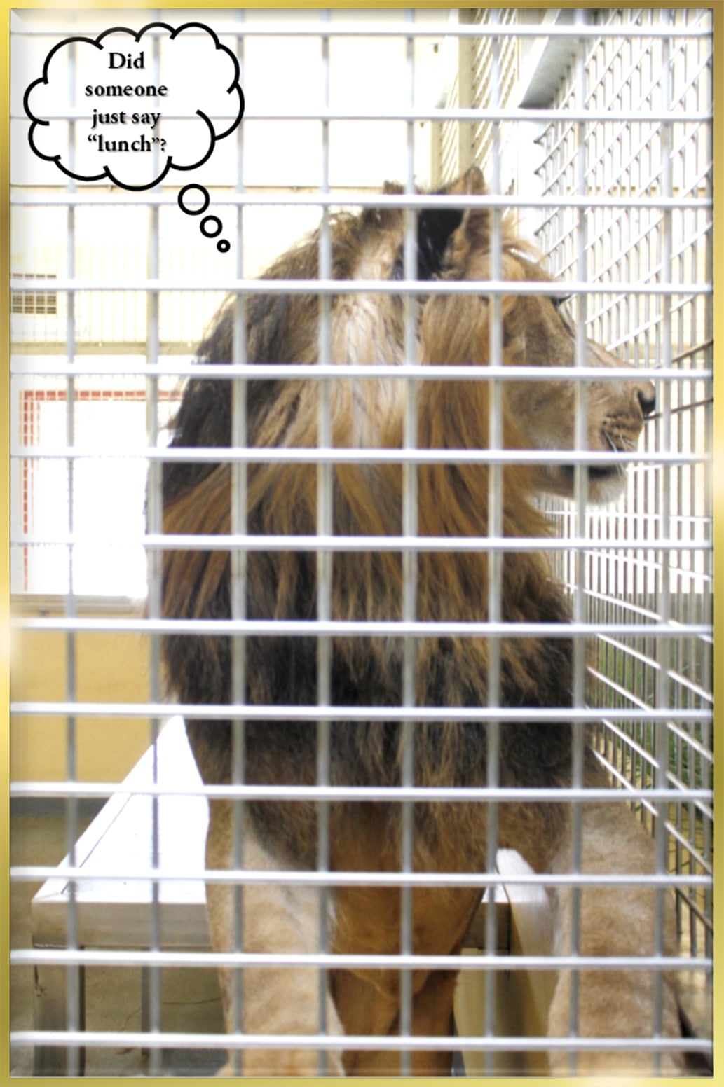 Stainless Steel Metal Cages Fabricator in Dubai