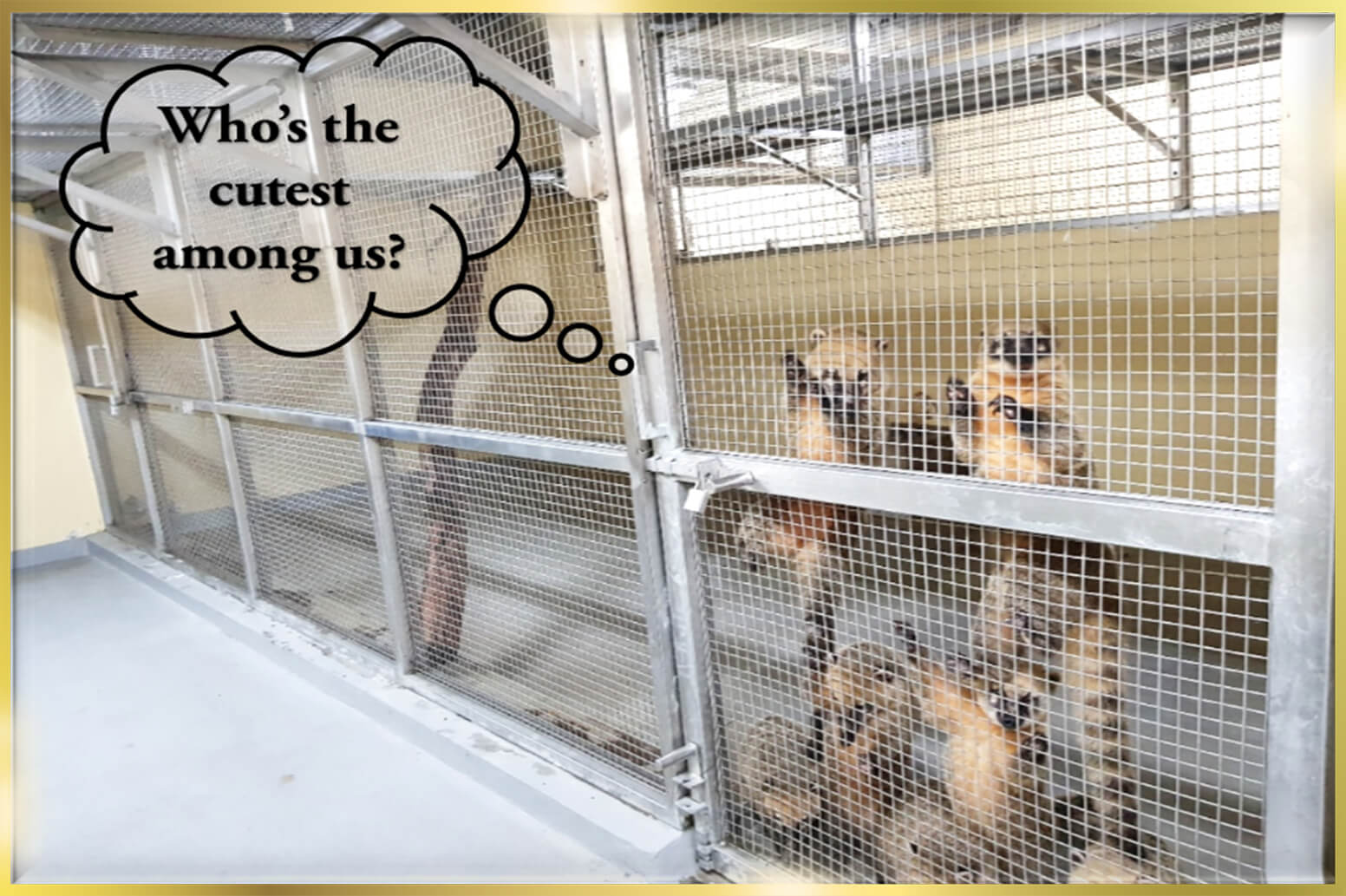 Stainless Steel Animal Cages in Dubai