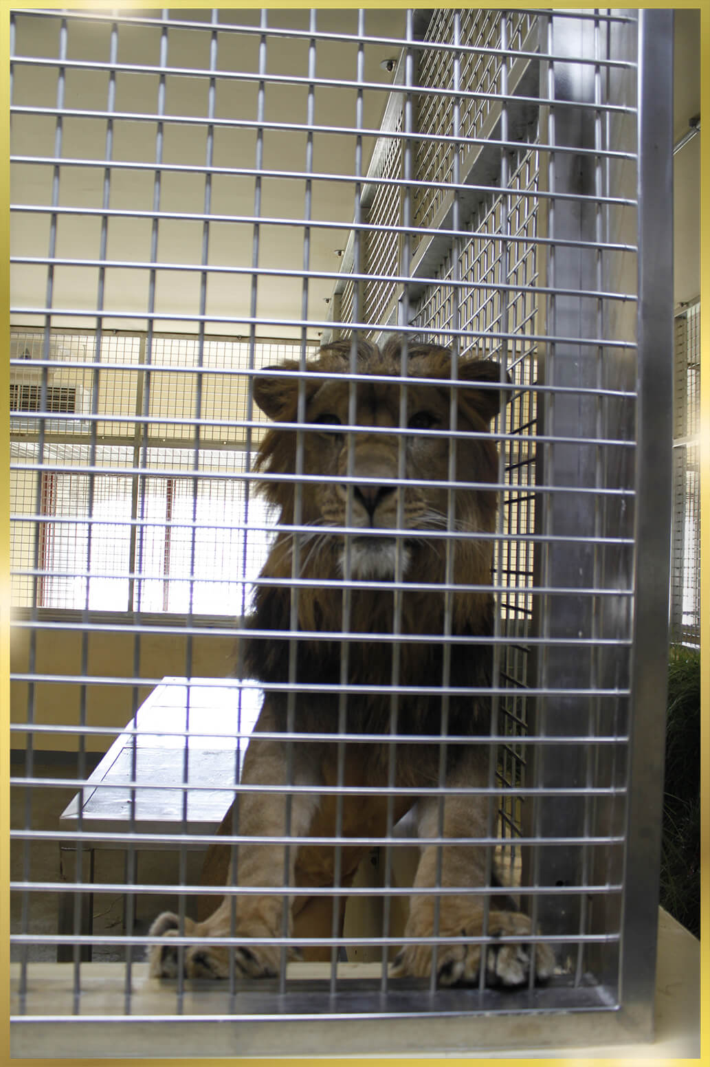 Stainless Steel Animal Cages in UAE