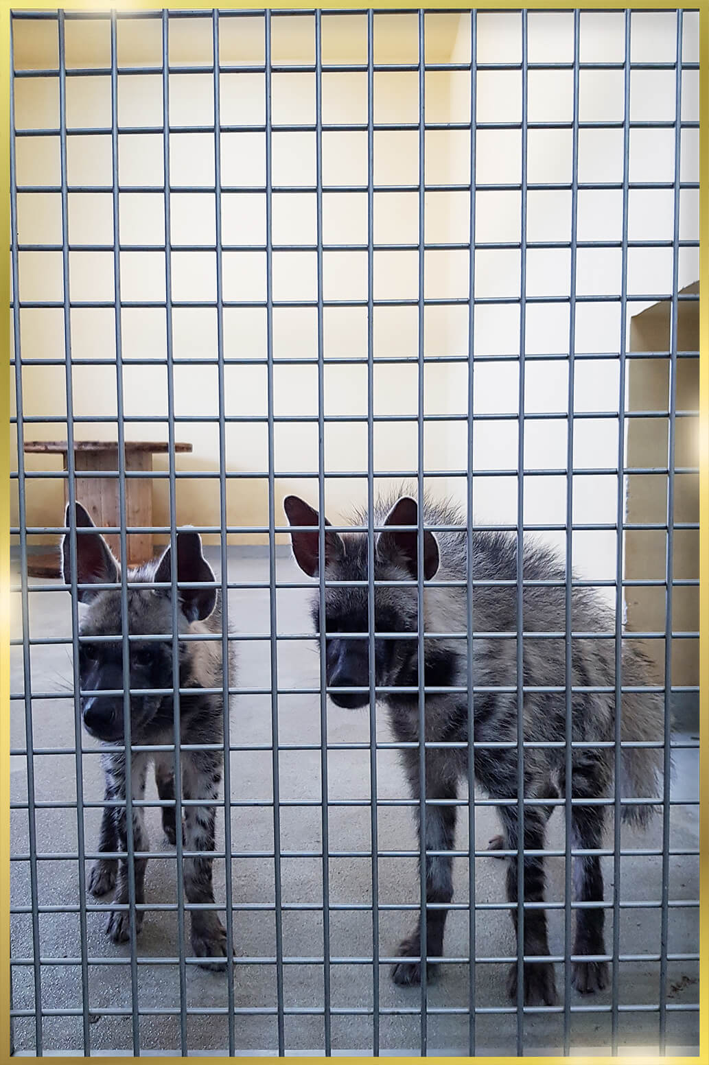 Stainless Steel Animal Housing Contractors