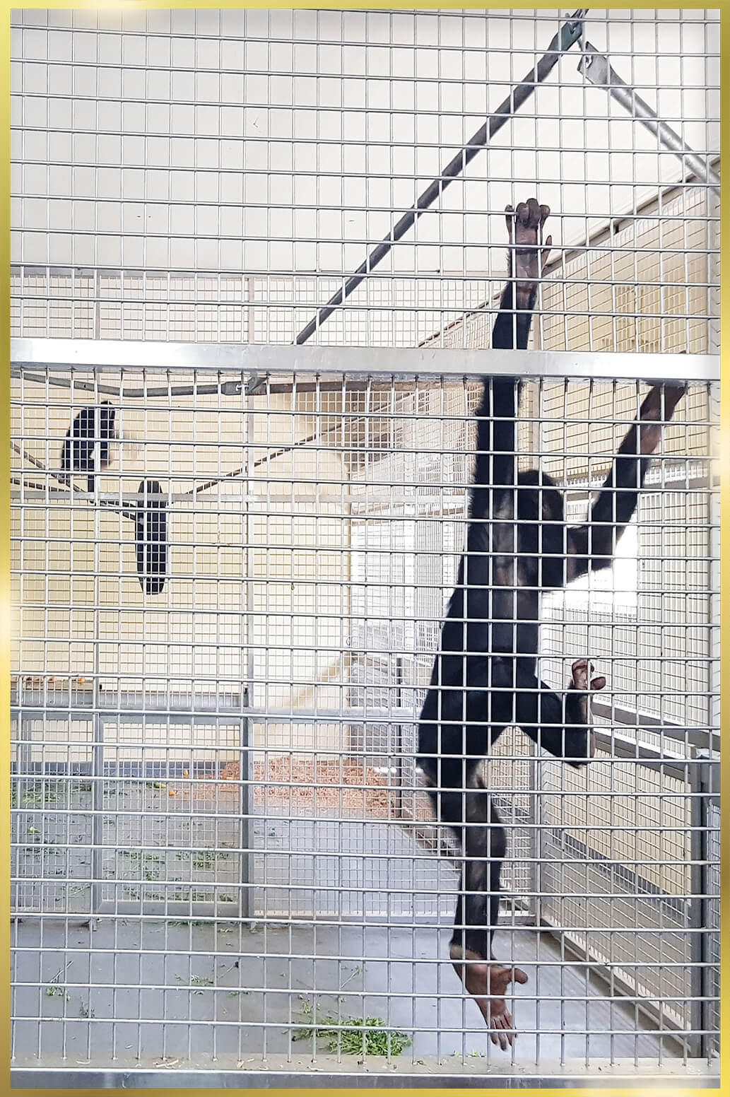 Stainless Steel Cage Mesh Fabricators