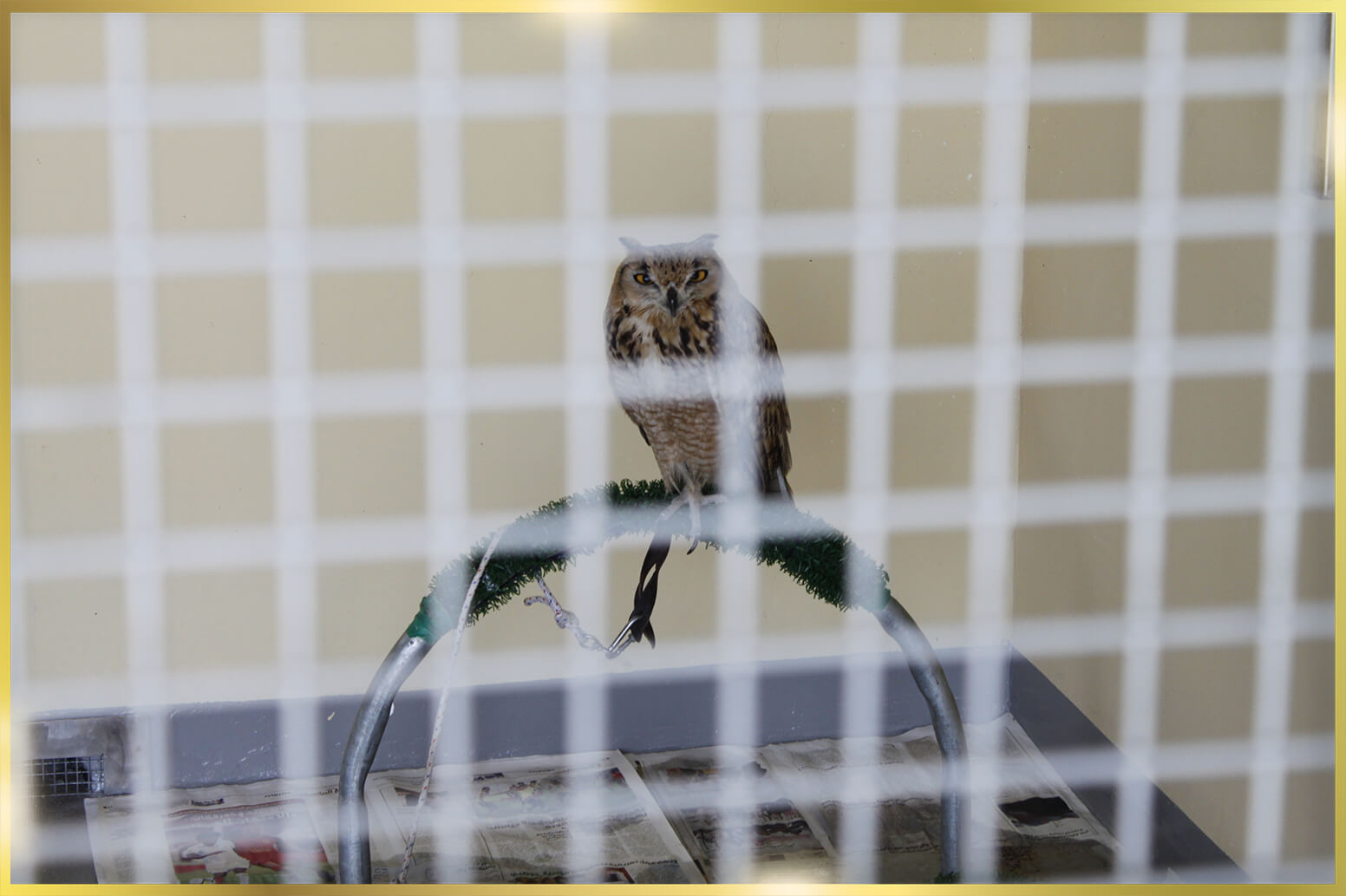 Stainless Steel Cage Zoo in UAE